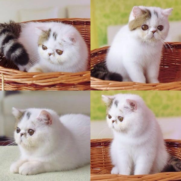 น้องแมว เด็กๆ นำเข้าจากต่างประเทศ เกรดบรีดและเกรดประกวด พร้อมใบเพท CFA และ WCF Kitten For show & Breeder grade With Pedigree CFA & WCF