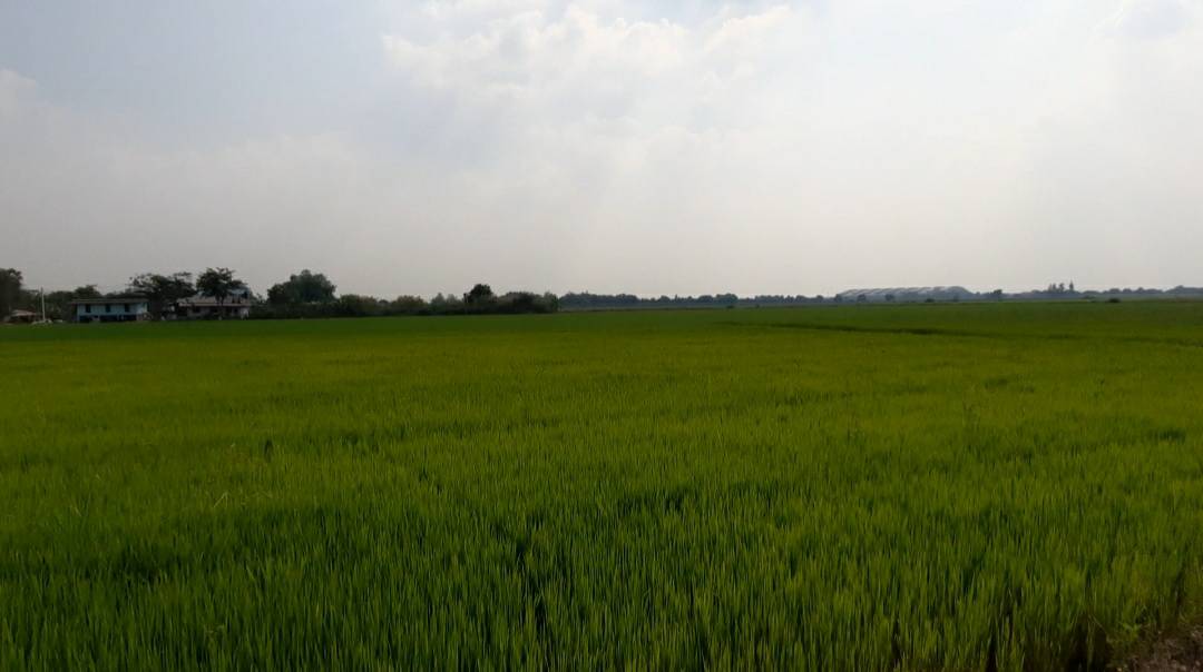 ขาย ที่ดิน 6ไร่ แปลงสวย ราคาถูก ติดถนน ใกล้ถนนใหญ่ปทุมธานี-เสนา ใกล้คลองส่งน้ำ ทำเลดี พระยาบันลือ ลาดบัวหลวง อยุธยา