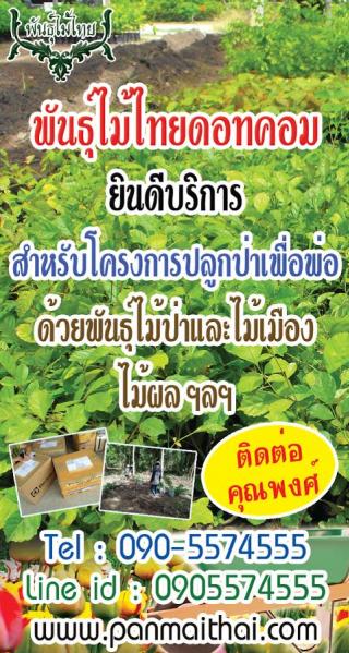 พันธุ์ไม้ไทยดอทคอม ยินดีบริการสำหรับโครงการปลูกป่าเพื่อพ่อ ด้วยพันธุ์ไม้ป่าและไม้เมือง ไม้ผล