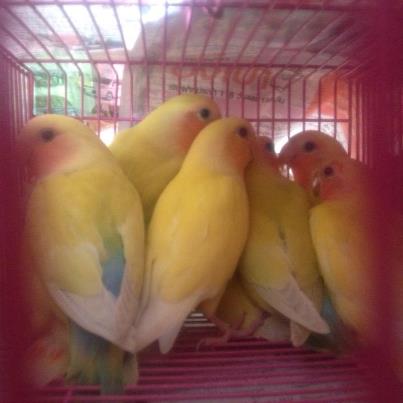 นกLoveBirds  สายพันธุ์ดี
